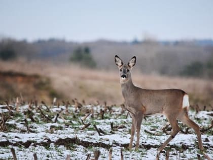 За новогодние праздники инспекторы выявили 20 случаев незаконной охоты