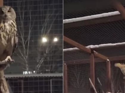Краснокнижных филинов привезли в частный зоопарк на Затулинке