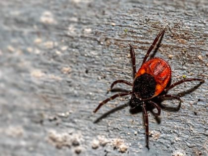 Из-за оттепели клещи в Новосибирской области могут проснуться раньше