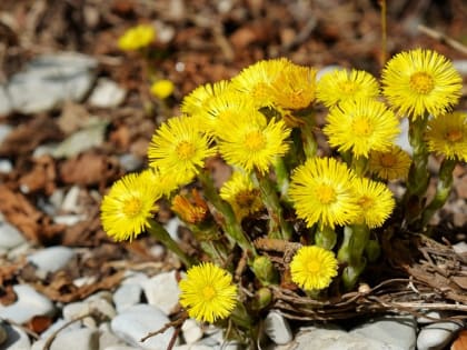 Чайки кричат ‒ лето без дождей: погода 10 апреля в Новосибирской области