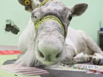 Если вы пропустили: мытьё ёлок, новая схема метро и глаз оленя