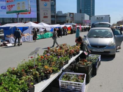 От клубники до лосятины: на площади Маркса прошла масштабная ярмарка