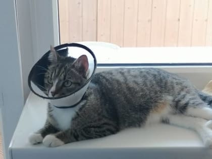 В ветклиниках Новосибирска рассказали о дефиците импортных вакцин для кошек и собак