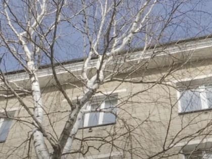 Сезон аллергии начинается в Новосибирске