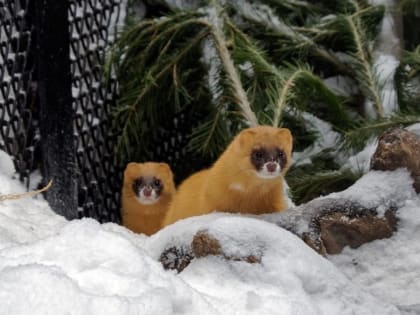 Зимние маршруты: прогуляться по Новосибирскому зоопарку и не замерзнуть  