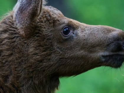 Дом для спасённого лосёнка-сироты нашли в Новосибирске