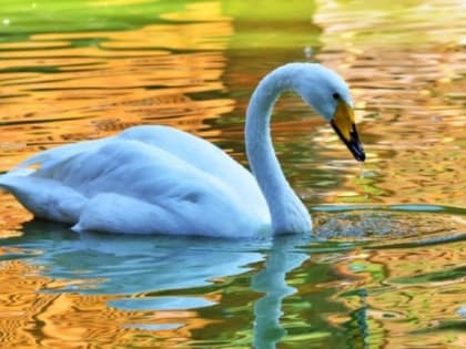 Погода в Новосибирске 5 октября: южный ветер и без осадков