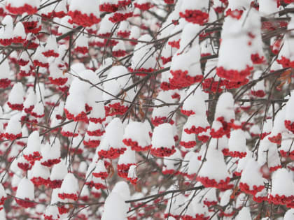 Тёплой погодой без снегопадов порадует новосибирцев антициклон