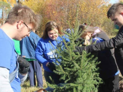 Высадка деревьев в сквере «Солнышко» в Бердске