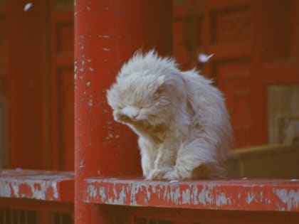 Штормовое предупреждение: 28 июня в Новосибирске сильные дожди и грозы