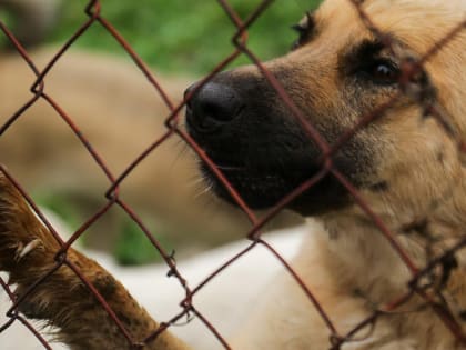 Фестиваль WOOF: хозяев для 70 котиков и 40 собак ищут в Новосибирске