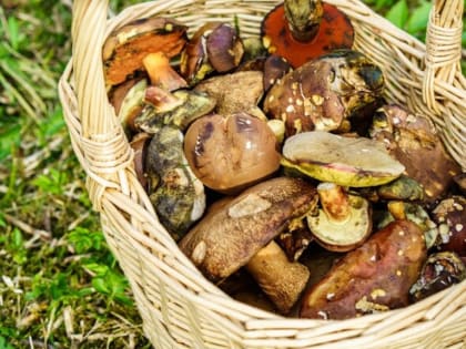 Как избежать ботулизма при употреблении грибов в Новосибирской области