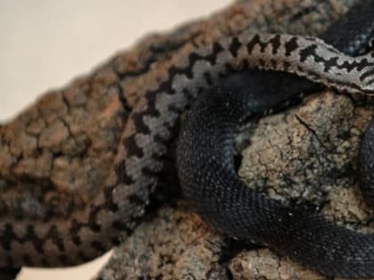 Новосибирский серпентарий начнет выпуск геля из яда змеи в 2025 году