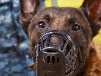 Новосибирское метро наймёт собак для поиска взрывчатых веществ