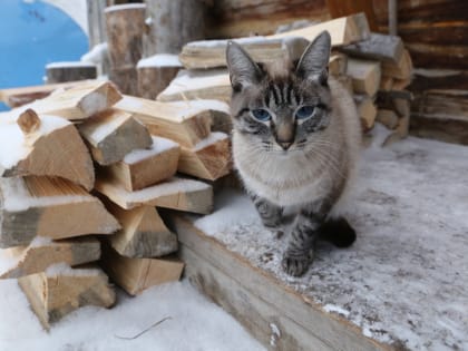 Как кастрировать кота и стерилизовать кошку в Новосибирске