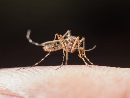 Биолог из Новосибирска назвал способы эффективной защиты от комаров