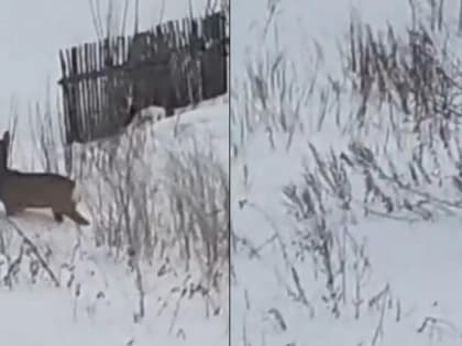 Косулю заметили в черте Новосибирске под Рождество