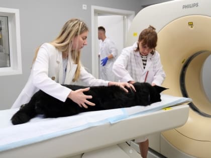 Чинк и Даша будут жить