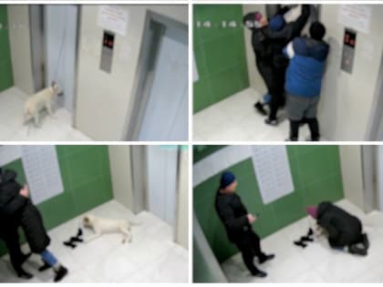 В Новосибирске лифт едва не удушил собаку