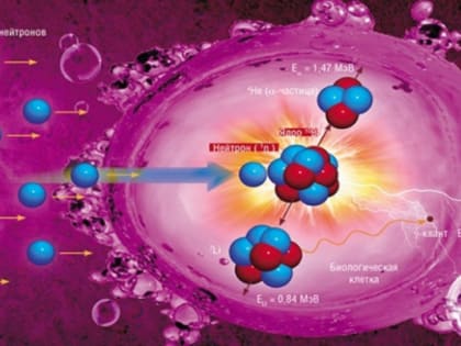 Выжить после летальной дозы. Ученые Новосибирска успешно разрабатывают средство от радиации