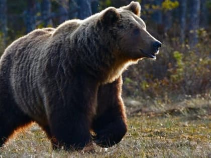 В Новосибирской области медведи вышли к населённым пунктам