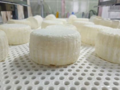 Если вы пропустили: школы мечты, сыр с черёмухой и мишки на канистре