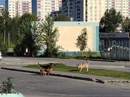 Свора бродячих собак терроризирует жителей Новосибирска