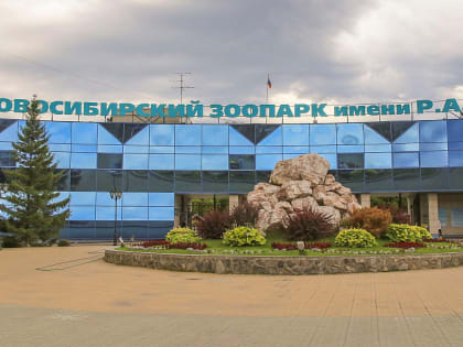 Сибирский медвежонок с нелёгкой судьбой переедет в Санкт-Петербург