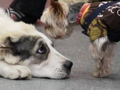 О содержании домашних животных слушайте на Горволне