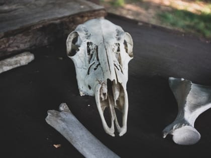 В Новосибирской области 9 скотомогильников с сибирской язвой