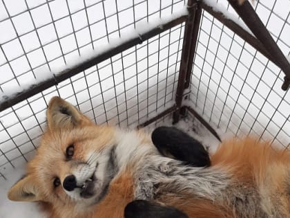 Ручной лис Яшка сбежал из дома в Академгородке