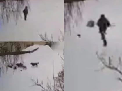 Шесть собак напали на ребенка в Первомайском районе