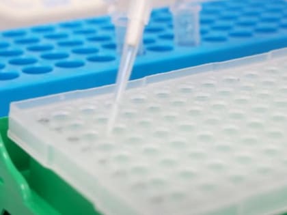 Новый сорт ячменя для солодового напитка создают в Новосибирске