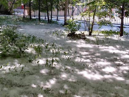 Белый порох: как уберечься от пожаров из-за тополиного пуха