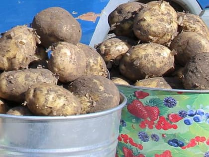 Сажать картошку планируют только 46% огородников в Новосибирске