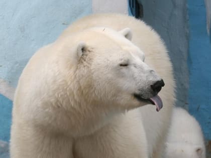 Новосибирский зоопарк перешёл на зимний режим работы