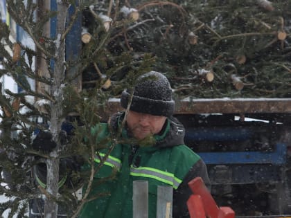 Рекордный объём новогодних ёлок сдали на утилизацию новосибирцы