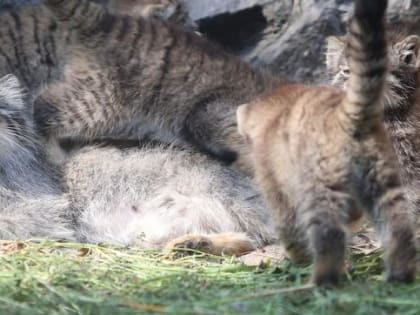 В День манула смотрим на милейшие фотографии из новосибирского зоопарка