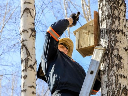Готовим скворечники: какие птицы и когда вернутся в Новосибирск с юга