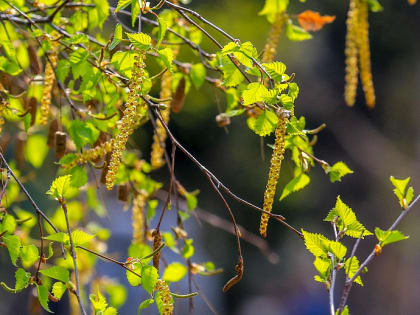 Проект нового парка «Чербузы» прошёл экспертизу — мэр Кудрявцев
