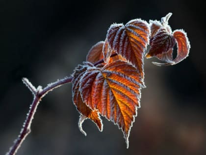 Слякоть может остаться до 4 ноября: прогноз на 23 октября в Новосибирской области