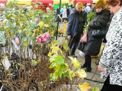 В Куйбышеве пройдёт ярмарка саженцев, цветов, плодово-ягодных культур