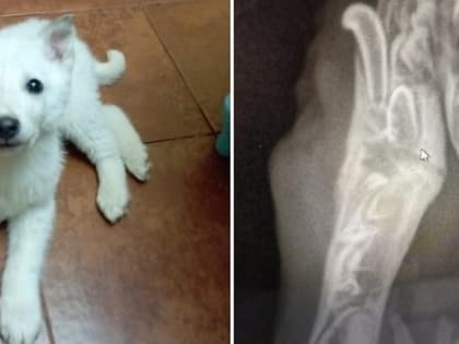 Трёхмесячному щенку Мартину без языка ищут семью в Новосибирске