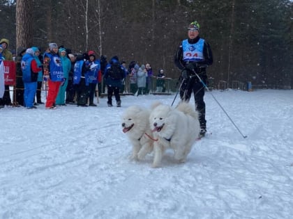 Гонки на собачьих упряжках прошли в Бердске