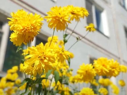 Лучшие цветники выбирают в Академгородке
