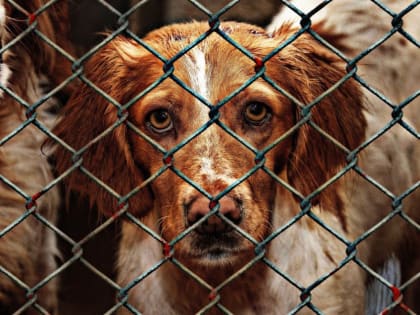 В управлении ветеринарии объяснили, почему запустили опрос об эвтаназии животных в Новосибирске