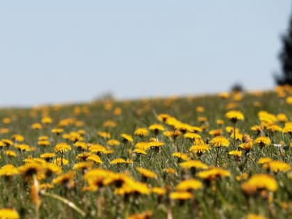 Новосибирские ученые помогут наладить производство каучука из одуванчиков