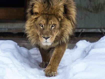 До 500 рублей поднимут цену взрослых билетов в Новосибирском зоопарке