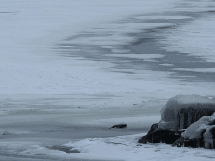 Берег Обского моря защитят от обрушения после жалоб дачников