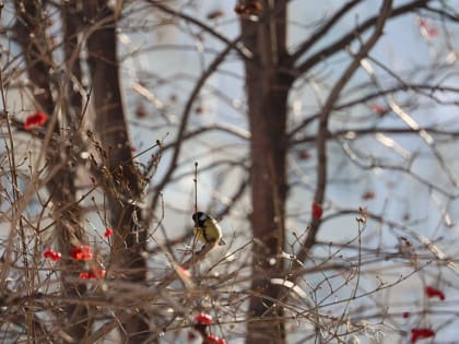 Каково на Фёдора, таково и летом: погода 2 марта в Новосибирской области